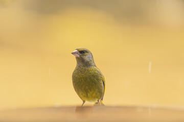 Oiseau verdier d'europe et grand bokeh jaune