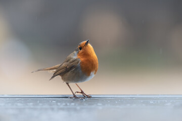 Rouge gorge posé sur la bordure d'une table en métal, petites gouttes de pluie et bokeh. Posture...