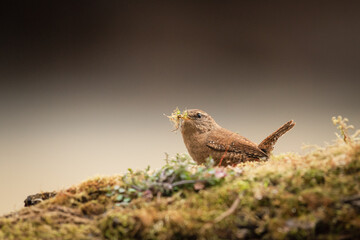 Petit oiseau Troglodyte mignon qui récolte de la mousse pour la confection de son nid au printemps. 