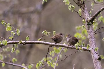 Couple d'oiseaux sur une branche de noisetier au printemps. Troglodytes mignon