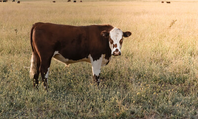 Cattle in pampas countryside, La Pampa, Argentina.