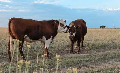 Naklejka na ściany i meble Cattle in pampas countryside, La Pampa, Argentina.