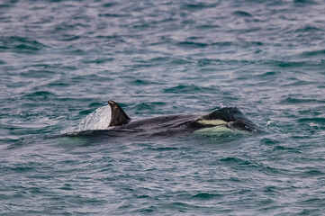 Fototapeta premium Killer whale hunting sea lions,Peninsula Valdes, Patagonia Argentina