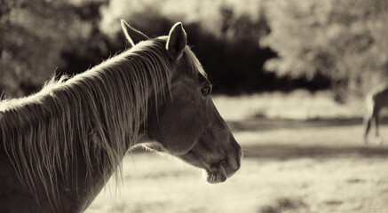 Antique style horse closeup on ranch with sepia brown monochrome color.