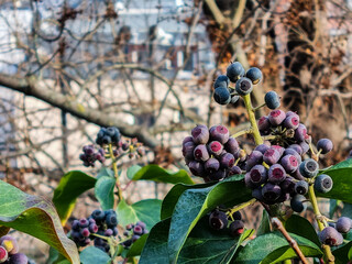 Picture of fruit in a clear day