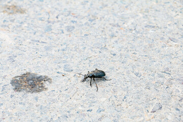 Black beetle walking on the road.