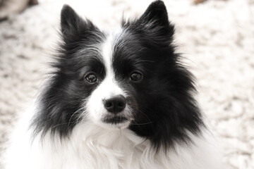 portrait of a german spitz dog