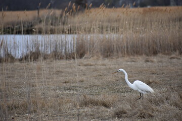 White Crane in Marshlands