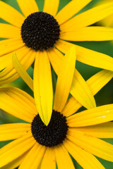 yellow daisies close up