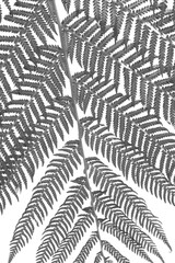 white fern background