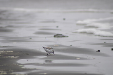 bird on the beach