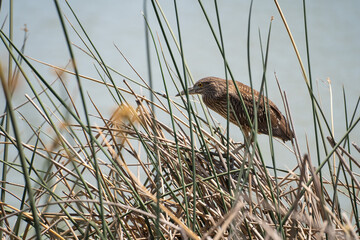 Black-crowned night heron (Nycticorax nycticorax) sits in the grass near a lake. Wildlife photography.