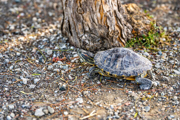 Red-eared turtle (Trachemys scripta elegans) crawling on land. 