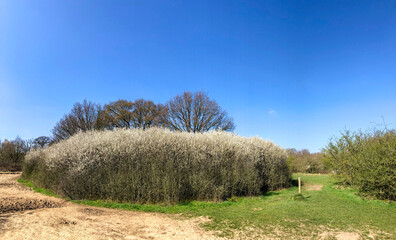 Field with Blackthorn blossom trees with blue sky, green grass in the English springtime. Epping forest