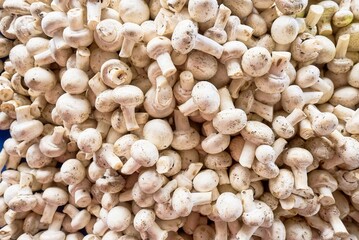 Mushrooms for sale at market store. High quality photo