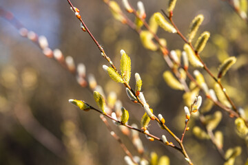 Willow branches with fluffy yellow buds in spring. Easter or spring background with flowering willow branches. 