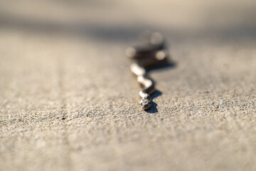 Young Pacific gopher snake (Pituophis catenifer catenifer) slithers along the path.