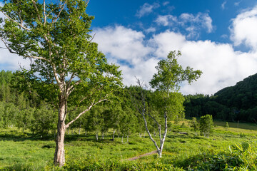 田ノ原湿原の白樺