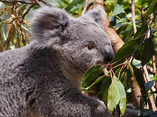 A closeup portrait of a bubbly young Koala with bright sparkling eyes.