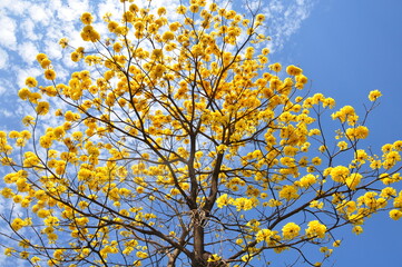 yellow ipe blue sky