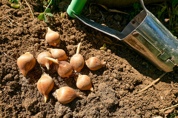 Flower bulbs and garden bulb planting tool on the soil. Autumn or spring home gardening.