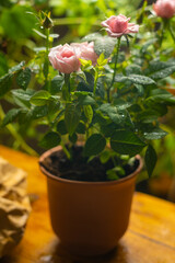 Mini roses indoor plant into ceramic flowerpot. Home gardening, houseplants growing, biophilia and greenery concept. 