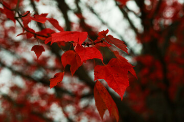 Fototapeta premium Red Leaves 
