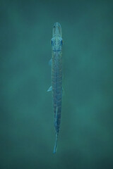 Little pike swimming in the green water, top view