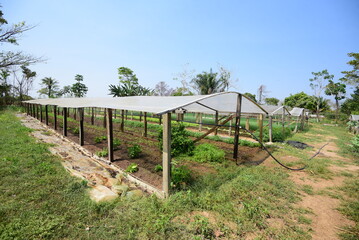 Fototapeta na wymiar Vegetable garden (agriculture) Horta (agricultura) como fazer horta 