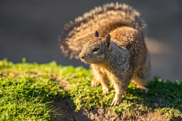 California ground squirrel (Spermophilus beecheyi) in its natural habitat.