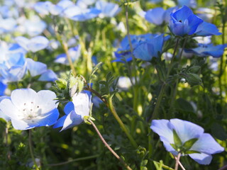 ネモフィラ