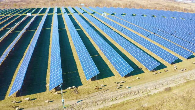 A herd of sheep grazes among solar electric panels - an interesting solution to the rational use of the land. Aerial  drone copter video from a bird's eye view.