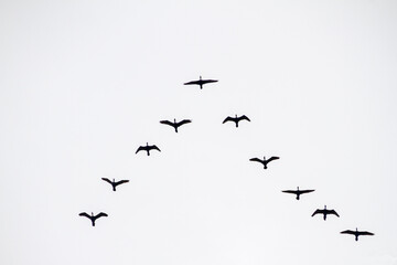 Silhouette of a flock of seagulls, in the sky of Rio de Janeiro.