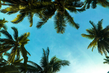 Tropical nature background with palm trees and blue sky