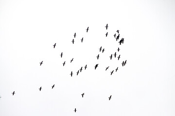 Silhouette of a flock of seagulls, in the sky of Rio de Janeiro.