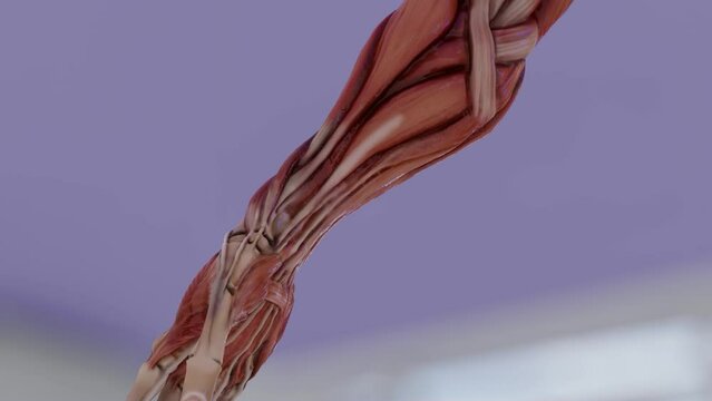 Male Arm Muscle Structure Anatomy
. High Quality Animation

