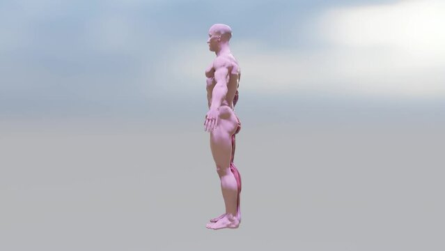 Male Body Muscle Structure Anatomy
. High Quality Animation


