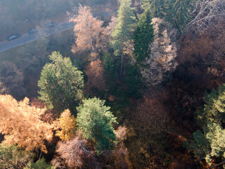 Naklejka na ściany i meble Aerial view of Old Sequoia forest, Bulgaria