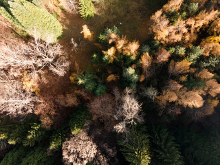 Aerial view of Old Sequoia forest, Bulgaria