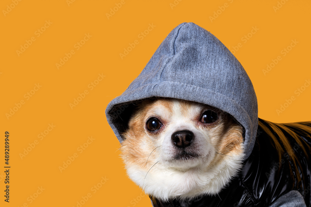 Poster funny chihuahua in overalls with a hood on a yellow background