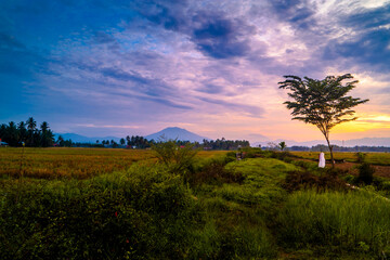Beautiful rural morning landscape with tree and field