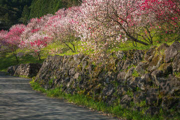 高知県 引地橋の花桃