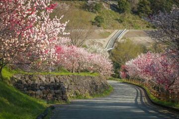 高知県 引地橋の花桃