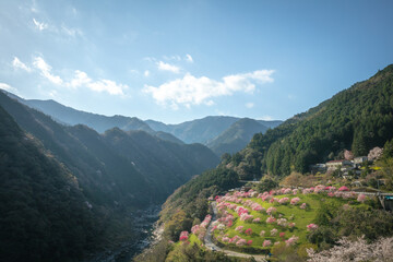 高知県 引地橋の花桃