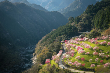 高知県 引地橋の花桃