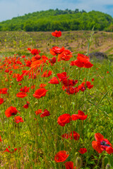 field with red poppies in spring