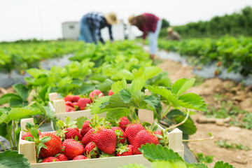 Crate full of freshly picked red strawberries standing at farm field, farmers picking berries on...
