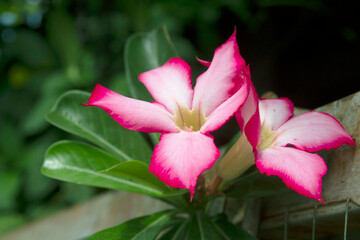 Beautiful Adenium Obesum flower. Desert rose of pink and red color petal.