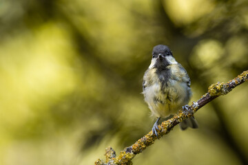 Mésange jaune et noire sur un arbre avec bokeh dans les memes couleurs que l'oiseau 