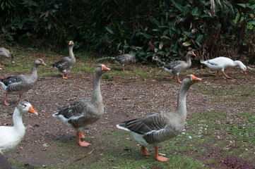 country goose family